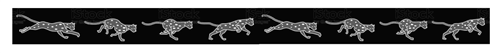 Running cheetahs